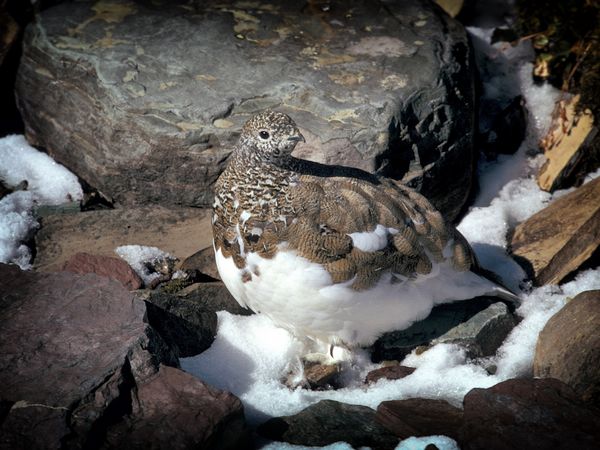 Alpenschneehuhn im Ammergebirge