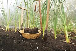 Detailaufnahme Moor in den Ammergauer Alpen