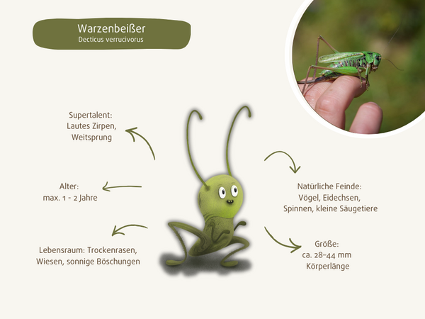 Illustrierter Warzenbeißer mit seinen wichtigsten Merkmalen als Steckbrief 