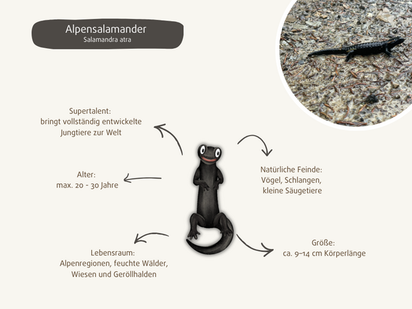Alpensalamander mit seinen wichtigsten Eigenschaften und Merkmalen