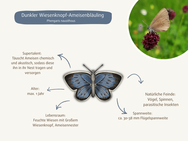 Merkmale und Eigenschaften des Dunklen Wiesenknopf-Ameisenbläuling 