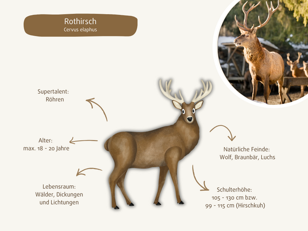 Rothirsch mit seinen wichtigsten Merkmalen